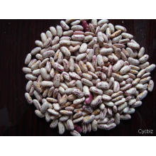 Export Good Quality Light Speckled Kidney Bean